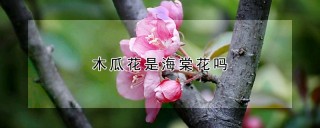 木瓜花是海棠花吗,第1图