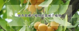 银杏是裸子植物还是被子植物,第1图
