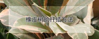 橡皮树的扦插方法,第1图