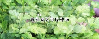 香菜春天可以种吗,第1图