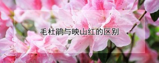 毛杜鹃与映山红的区别,第1图