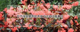 竹节海棠夏季的养殖方法和注意事项,第1图