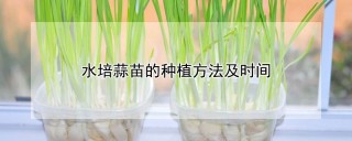 水培蒜苗的种植方法及时间,第1图