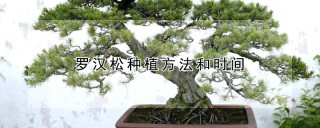 罗汉松种植方法和时间,第1图