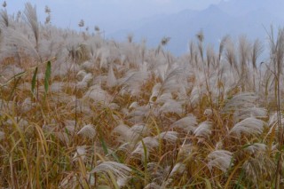 菅芒花与芦苇的区别,第3图