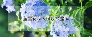 蓝雪花秋天可以换盆吗,第1图