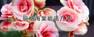 丽格海棠能活几年,第1图