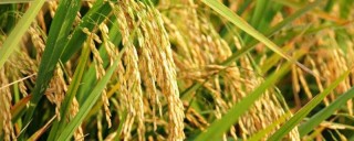 水稻倒伏缺什么的肥,第1图