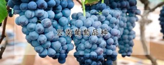 云南葡萄品种,第1图