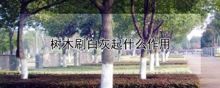 树木刷白灰起什么作用,第1图