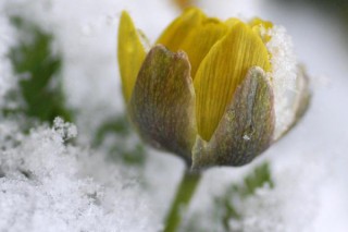 冻死的花怎么救活,第3图