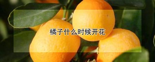 橘子什么时候开花,第1图