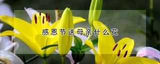 感恩节送母亲什么花,第1图