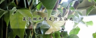 菜豆树开花是什么征兆,第1图