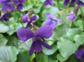 紫罗兰怎么种，紫罗兰种子的种植方法,第2图