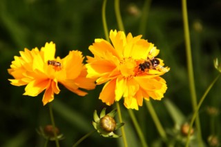 太阳花不开花怎么办，补充光照/控水控湿等,第2图