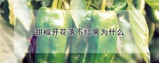 甜椒开花落不结果为什么,第1图