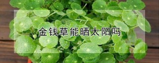 金钱草能晒太阳吗,第1图