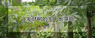 让发财树的主干长芽眼,第1图