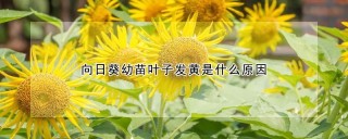 向日葵幼苗叶子发黄是什么原因,第1图