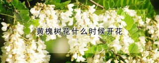 黄槐树花什么时候开花,第1图