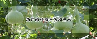 葫芦的种植方法和技术,第1图