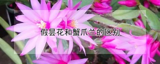 假昙花和蟹爪兰的区别,第1图