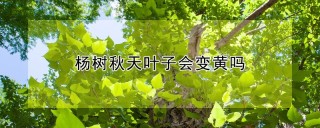 杨树秋天叶子会变黄吗,第1图