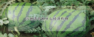 沙地适合种什么经济作物,第1图