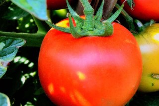 番茄多久施肥一次,第2图