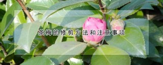 茶梅的修剪方法和注意事项,第1图