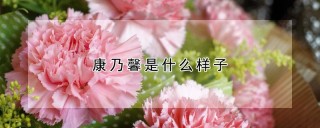 康乃馨是什么样子,第1图