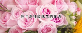 粉色洛神玫瑰花的花语,第1图