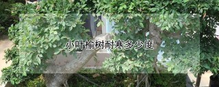 小叶榆树耐寒多少度,第1图