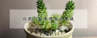 白花小松多肉怎么繁殖,第1图