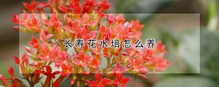 长寿花水培怎么养,第1图