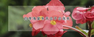 四季海棠冬天会不会冻死,第1图