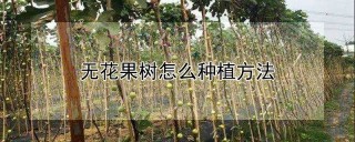 无花果树怎么种植方法,第1图