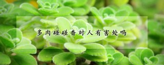 多肉碰碰香对人有害处吗,第1图