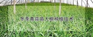 冬季青蒜苗大棚种植技术,第1图