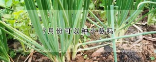 7月份可以种小葱吗,第1图