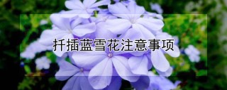 扦插蓝雪花注意事项,第1图