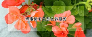 蝴蝶梅冬天怎么养修剪,第1图