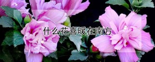 什么花喜暖在南方,第1图