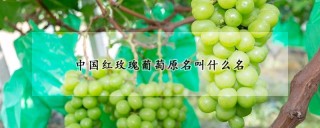 中国红玫瑰葡萄原名叫什么名,第1图