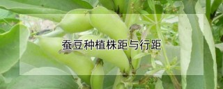 蚕豆种植株距与行距,第1图