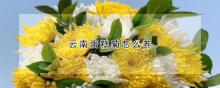 云南蛋糕菊怎么养,第1图