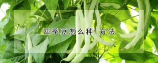 四季豆怎么种 方法,第1图