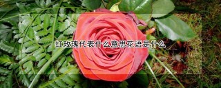 红玫瑰代表什么意思花语是什么,第1图