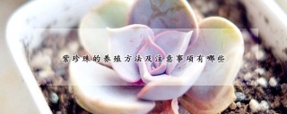 紫珍珠的养殖方法及注意事项有哪些,第1图